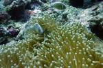 Halsband-Anemonenfisch - Amphiprion perideraio