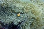 Orange-Ringel-Anemonenfisch - Amphirion ocellaris