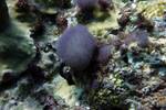 Seeanemone sp.