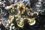 Riesenmuschel - Tridacna aquamosa