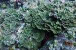 Lederkoralle - Leather coral